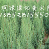 北京桧