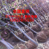 西府海棠