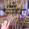 红王子锦带