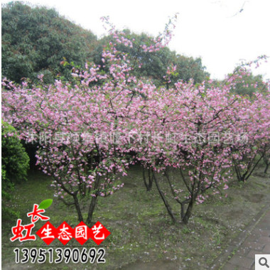 批发直销日本樱花小苗 低价出售 樱花种苗 行道树工程绿化苗木
