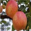 自产自销短枝富士苹果树 烟富3 送管理到户价 2-3年烟富8苹果树苗