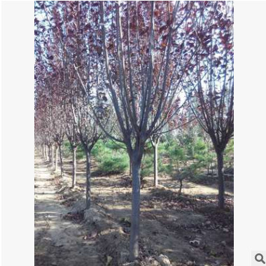 山东基地专业培育紫叶李 成活率高 紫叶李冠幅美观 价格优惠