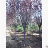 山东基地专业培育紫叶李 成活率高 紫叶李冠幅美观 价格优惠