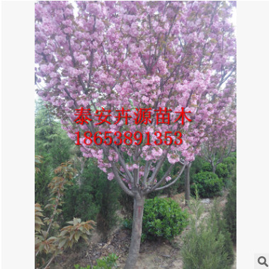 山东绿化基地直供樱花 专业培育樱花