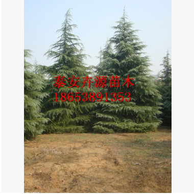 雪松苗种植基地销售 雪松大苗 规格齐全 山东6米雪松树苗新价格