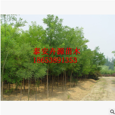 出售大量绿化苗木 园林绿化工程用国槐苗 行道庭荫国造型美观