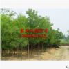 出售大量绿化苗木 园林绿化工程用国槐苗 行道庭荫国造型美观