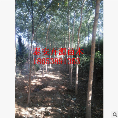 【现挖现卖】优惠销售国槐树苗 绿化行道国槐苗多少钱 现货