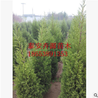泰安蜀桧种植基地长期供应 各种规格蜀桧树苗 绿化常青蜀桧树苗