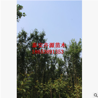 园林工程绿化西府海棠苗供应 销售庭院景观西府海棠树苗 质优价廉