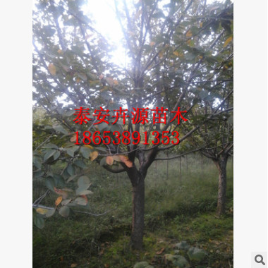 多种规格樱花树 绿化工程专用樱花树 量大优惠 易成活 樱花树苗