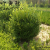 小叶黄杨球