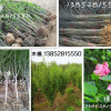 木槿小苗