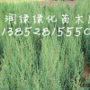 北京桧