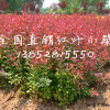 红叶小檗