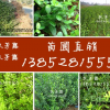 扶芳藤
