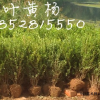 小叶黄杨