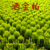 洒金柏球