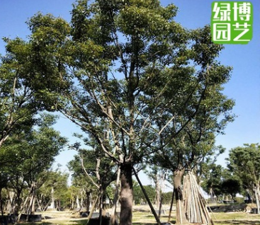 香樟25公分常绿乔木 园林苗木优良树厂家直发 移植小苗各种规格齐