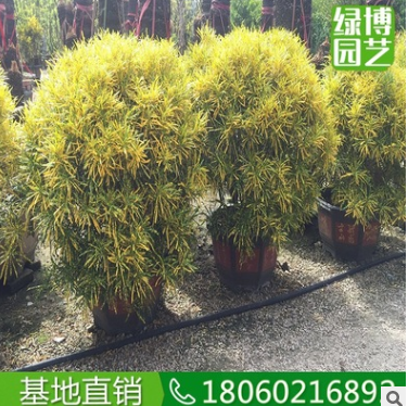 细叶海南洒金球高度1.5米 绿化树大盆栽盆景 细叶海南洒金榕苗木