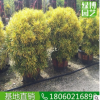 细叶海南洒金球高度1.5米 绿化树大盆栽盆景 细叶海南洒金榕苗木
