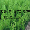 蜀桧