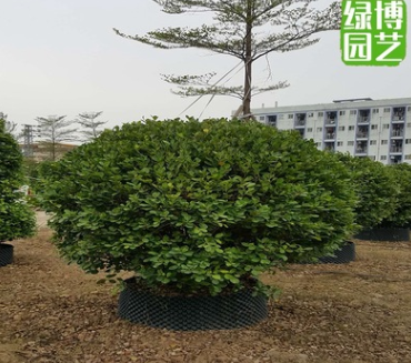 火山榕球高度2米饱满 工程绿化苗木别墅小区用 规格齐形状多供应