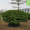 火山榕球高度2米饱满 工程绿化苗木别墅小区用 规格齐形状多供应
