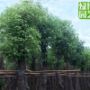 骨架香樟袋苗15公分各种造型丰富 香樟假植苗冠幅广 骨架香樟供应