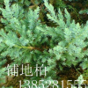 铺地柏