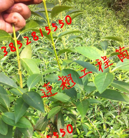 QQ截图20190902094646