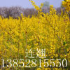 连翘