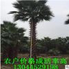福建精品老人葵树便宜处理 杆高1-9米 头径60-70cm 鳞片结实