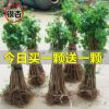 银杏树苗银杏苗白果树苗庭院风景树盆景园林绿化苗木行道数长寿树