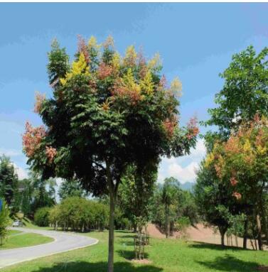 栾树苗南方北方种植黄山栾庭院地栽北京栾苗园林绿化工程苗木