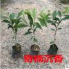 奇楠沉香树苗 正宗越南奇楠小苗沉香树苗名贵树苗绿化树苗盆栽