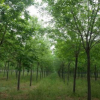 白蜡 白蜡小苗 白蜡树苗 白蜡价格 白蜡基地 白蜡苗圃