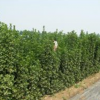 优质北海道黄杨批发
