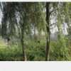 江苏沭阳恒景园林长期大量供应垂柳，量大从优