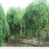 供应国槐，黄金槐，金枝槐，垂槐，槐树，刺槐，规格齐全