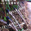 榆叶梅