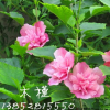木槿
