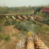 福建大量批发精品耐寒中东海枣杆高2-6米，价格便宜成活率高