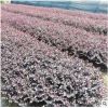 红花继木移栽小苗农户价 优质双面红继木批发 苗圃自产自销