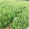 大叶栀子培育基地直销 盆栽球型灌木大叶栀子 绿化苗木栀子花