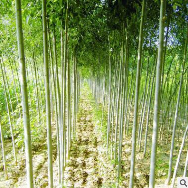 种植基地直销苗木 工程绿化苗白蜡街道绿化阳性树种喜光