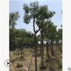 基地直销黄花槐树苗丛生黄花槐价格绿化工程绿化苗木精品特价