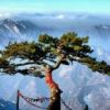 华山松