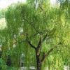金丝垂柳
