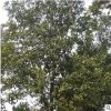 批发朴树树苗 基地直供 绿化苗木工程绿化苗基地 规格全 量大优惠